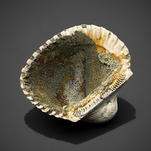 Load image into Gallery viewer, Bivalve (Pelecypoda) Fossil Sea Shell with Chalcopyrite | Mineralized Fossil Specimen | Indonesia
