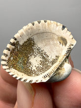 Load image into Gallery viewer, Bivalve (Pelecypoda) Fossil Sea Shell with Chalcopyrite | Mineralized Fossil Specimen | Indonesia

