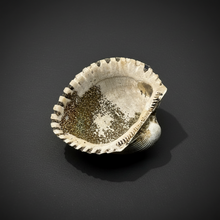 Load image into Gallery viewer, Bivalve (Pelecypoda) Fossil Sea Shell with Chalcopyrite | Mineralized Fossil Specimen | Indonesia
