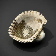 Load image into Gallery viewer, Bivalve (Pelecypoda) Fossil Sea Shell with Chalcopyrite | Mineralized Fossil Specimen | Indonesia
