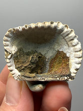 Load image into Gallery viewer, Bivalve (Pelecypoda) Fossil Sea Shell with Chalcopyrite | Mineralized Fossil Specimen | Indonesia
