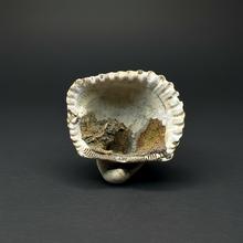 Load image into Gallery viewer, Bivalve (Pelecypoda) Fossil Sea Shell with Chalcopyrite | Mineralized Fossil Specimen | Indonesia
