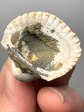 Load image into Gallery viewer, Bivalve (Pelecypoda) Fossil Sea Shell with Chalcopyrite | Mineralized Fossil Specimen | Indonesia
