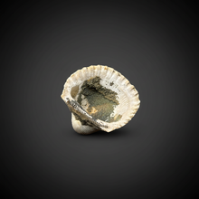 Load image into Gallery viewer, Bivalve (Pelecypoda) Fossil Sea Shell with Chalcopyrite | Mineralized Fossil Specimen | Indonesia
