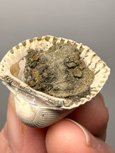 Load image into Gallery viewer, Bivalve (Pelecypoda) Fossil Sea Shell with Chalcopyrite | Mineralized Fossil Specimen | Indonesia
