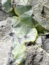 Load image into Gallery viewer, High-Grade Green Wavellite Collectors Specimen - Radiating Botryoidal Crystal Formation - Arkansas, USA
