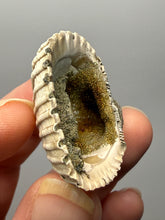 Load image into Gallery viewer, Bivalve (Pelecypoda) Fossil Sea Shell with Chalcopyrite | Mineralized Fossil Specimen | Indonesia
