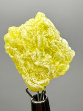 Load image into Gallery viewer, Vibrant Yellow Brucite Thumbnail Mineral Specimen | Collector Crystal from Killa Saifullah District in Balochistan Province, Pakistan
