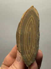 Load image into Gallery viewer, Stromatolite Fossil Slice | Ancient Microbial Reef Structure | Morocco
