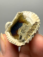 Load image into Gallery viewer, Bivalve (Pelecypoda) Fossil Sea Shell with Chalcopyrite | Mineralized Fossil Specimen | Indonesia
