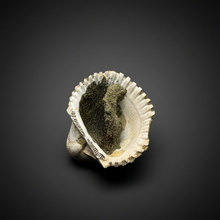 Load image into Gallery viewer, Bivalve (Pelecypoda) Fossil Sea Shell with Chalcopyrite | Mineralized Fossil Specimen | Indonesia
