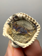 Load image into Gallery viewer, Bivalve (Pelecypoda) Fossil Sea Shell with Chalcopyrite | Mineralized Fossil Specimen | Indonesia
