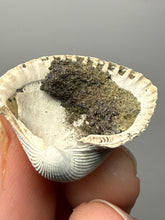 Load image into Gallery viewer, Bivalve (Pelecypoda) Fossil Sea Shell with Chalcopyrite | Mineralized Fossil Specimen | Indonesia
