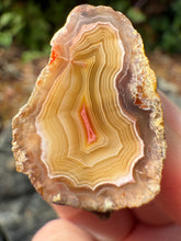 Load image into Gallery viewer, High-Grade Parallax Banded Laguna Agate – Bright Red &amp; Yellow Crystal from Mexico
