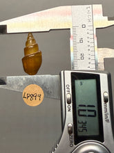 Load image into Gallery viewer, Agatized Gastropod Fossil Specimen | Morocco
