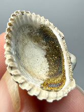 Load image into Gallery viewer, Bivalve (Pelecypoda) Fossil Sea Shell with Chalcopyrite | Mineralized Fossil Specimen | Indonesia
