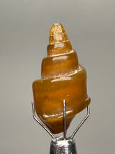 Load image into Gallery viewer, Agatized Gastropod Fossil Specimen | Morocco

