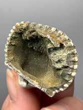 Load image into Gallery viewer, Bivalve (Pelecypoda) Fossil Sea Shell with Chalcopyrite | Mineralized Fossil Specimen | Indonesia
