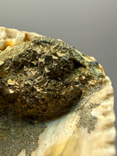 Load image into Gallery viewer, Bivalve (Pelecypoda) Fossil Sea Shell with Chalcopyrite | Mineralized Fossil Specimen | Indonesia

