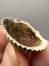 Load image into Gallery viewer, Bivalve (Pelecypoda) Fossil Sea Shell with Chalcopyrite | Mineralized Fossil Specimen | Indonesia
