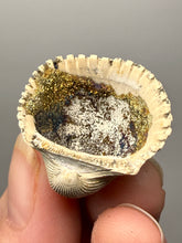 Load image into Gallery viewer, Bivalve (Pelecypoda) Fossil Sea Shell with Calcite Crystals and Chalcopyrite | Mineralized Fossil Specimen | Indonesia
