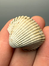 Load image into Gallery viewer, Bivalve (Pelecypoda) Fossil Sea Shell with Chalcopyrite | Mineralized Fossil Specimen | Indonesia
