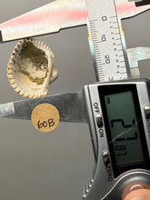 Load image into Gallery viewer, Bivalve (Pelecypoda) Fossil Sea Shell with Calcite Crystals and Chalcopyrite | Mineralized Fossil Specimen | Indonesia
