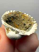 Load image into Gallery viewer, Bivalve (Pelecypoda) Fossil Sea Shell with Chalcopyrite | Mineralized Fossil Specimen | Indonesia
