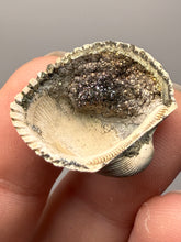Load image into Gallery viewer, Bivalve (Pelecypoda) Fossil Sea Shell with Chalcopyrite | Mineralized Fossil Specimen | Indonesia

