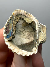Load image into Gallery viewer, Bivalve (Pelecypoda) Fossil Sea Shell with Chalcopyrite | Mineralized Fossil Specimen | Indonesia
