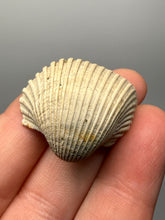 Load image into Gallery viewer, Bivalve (Pelecypoda) Fossil Sea Shell with Chalcopyrite | Mineralized Fossil Specimen | Indonesia
