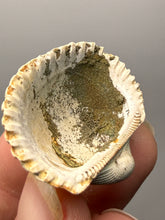 Load image into Gallery viewer, Bivalve (Pelecypoda) Fossil Sea Shell with Calcite Crystals and Chalcopyrite | Mineralized Fossil Specimen | Indonesia

