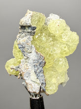Load image into Gallery viewer, Vibrant Yellow Brucite Thumbnail Mineral Specimen | Collector Crystal from Killa Saifullah District in Balochistan Province, Pakistan
