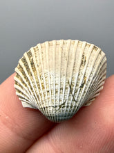 Load image into Gallery viewer, Bivalve (Pelecypoda) Fossil Sea Shell with Chalcopyrite | Mineralized Fossil Specimen | Indonesia
