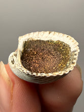 Load image into Gallery viewer, Bivalve (Pelecypoda) Fossil Sea Shell with Chalcopyrite | Mineralized Fossil Specimen | Indonesia
