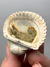 Load image into Gallery viewer, Bivalve (Pelecypoda) Fossil Sea Shell with Chalcopyrite | Mineralized Fossil Specimen | Indonesia
