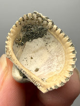 Load image into Gallery viewer, Bivalve (Pelecypoda) Fossil Sea Shell with Chalcopyrite | Mineralized Fossil Specimen | Indonesia
