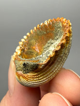 Load image into Gallery viewer, Bivalve (Pelecypoda) Fossil Sea Shell with Chalcopyrite | Mineralized Fossil Specimen | Indonesia
