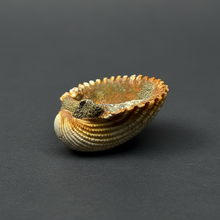 Load image into Gallery viewer, Bivalve (Pelecypoda) Fossil Sea Shell with Chalcopyrite | Mineralized Fossil Specimen | Indonesia
