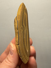 Load image into Gallery viewer, Stromatolite Fossil Slice | Ancient Microbial Reef Structure | Morocco
