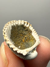 Load image into Gallery viewer, Bivalve (Pelecypoda) Fossil Sea Shell with Chalcopyrite | Mineralized Fossil Specimen | Indonesia
