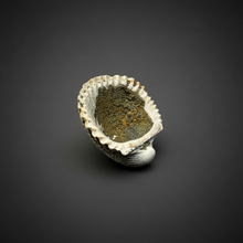 Load image into Gallery viewer, Bivalve (Pelecypoda) Fossil Sea Shell with Chalcopyrite | Mineralized Fossil Specimen | Indonesia
