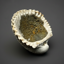 Load image into Gallery viewer, Bivalve (Pelecypoda) Fossil Sea Shell with Chalcopyrite | Mineralized Fossil Specimen | Indonesia
