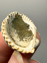 Load image into Gallery viewer, Bivalve (Pelecypoda) Fossil Sea Shell with Calcite Crystals and Chalcopyrite | Mineralized Fossil Specimen | Indonesia
