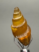 Load image into Gallery viewer, Agatized Gastropod Fossil Specimen | Morocco
