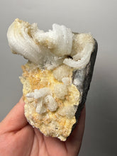 Load image into Gallery viewer, Moroccan Ram’s Horn Selenite (Gypsum) Crystal Display Specimen

