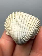 Load image into Gallery viewer, Bivalve (Pelecypoda) Fossil Sea Shell with Chalcopyrite | Mineralized Fossil Specimen | Indonesia
