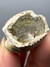 Load image into Gallery viewer, Bivalve (Pelecypoda) Fossil Sea Shell with Chalcopyrite | Mineralized Fossil Specimen | Indonesia
