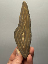 Load image into Gallery viewer, Stromatolite Fossil Slice | Ancient Microbial Reef Structure | Morocco
