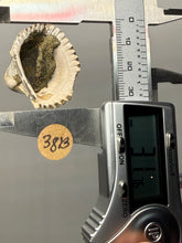 Load image into Gallery viewer, Bivalve (Pelecypoda) Fossil Sea Shell with Chalcopyrite | Mineralized Fossil Specimen | Indonesia

